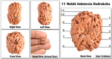 Load image into Gallery viewer, 11 Mukhi Indonesian Rudraksha - Bead No. 6