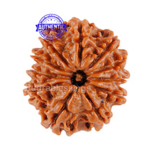Load image into Gallery viewer, 11 Mukhi Nepalese Rudraksha - Bead No. 70