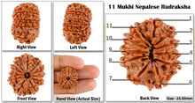 Load image into Gallery viewer, 11 Mukhi Nepalese Rudraksha - Bead No. 70