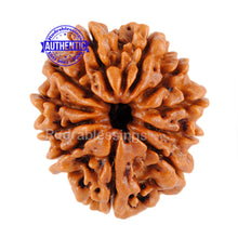 Load image into Gallery viewer, 11 Mukhi Nepalese Rudraksha - Bead No. 72