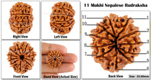 Load image into Gallery viewer, 11 Mukhi Nepalese Rudraksha - Bead No. 72