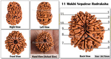 Load image into Gallery viewer, 11 Mukhi Nepalese Rudraksha - Bead No. 73