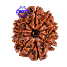 Load image into Gallery viewer, 11 Mukhi Nepalese Rudraksha - Bead No. 74