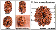 Load image into Gallery viewer, 11 Mukhi Nepalese Rudraksha - Bead No. 74
