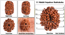Load image into Gallery viewer, 11 Mukhi Nepalese Rudraksha - Bead No. 74