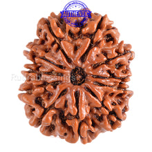 Load image into Gallery viewer, 11 Mukhi Nepalese Rudraksha - Bead No. 75