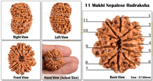 Load image into Gallery viewer, 11 Mukhi Nepalese Rudraksha - Bead No. 79