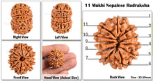 Load image into Gallery viewer, 11 Mukhi Nepalese Rudraksha - Bead No. 80