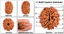 Load image into Gallery viewer, 11 Mukhi Nepalese Rudraksha - Bead No. 84