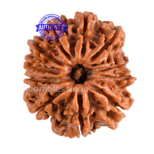 Load image into Gallery viewer, 11 Mukhi Nepalese Rudraksha - Bead No. 89
