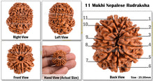 Load image into Gallery viewer, 11 Mukhi Nepalese Rudraksha - Bead No. 89