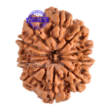 Load image into Gallery viewer, 11 Mukhi Nepalese Rudraksha - Bead No. 90
