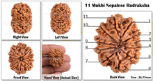 Load image into Gallery viewer, 11 Mukhi Nepalese Rudraksha - Bead No. 90