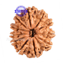 Load image into Gallery viewer, 11 Mukhi Nepalese Rudraksha - Bead No. 93