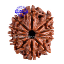 Load image into Gallery viewer, 11 Mukhi Nepalese Rudraksha - Bead No. 96