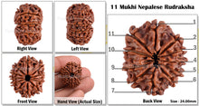 Load image into Gallery viewer, 11 Mukhi Nepalese Rudraksha - Bead No. 96