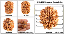 Load image into Gallery viewer, 11 Mukhi Nepalese Rudraksha - Bead No. 97
