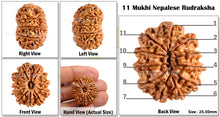 Load image into Gallery viewer, 11 Mukhi Nepalese Rudraksha - Bead No. 99