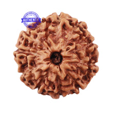 Load image into Gallery viewer, 11 Mukhi Indonesian Rudraksha - Bead No. 137