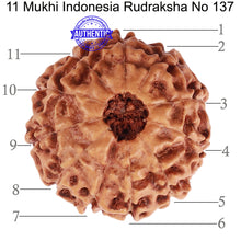 Load image into Gallery viewer, 11 Mukhi Indonesian Rudraksha - Bead No. 137