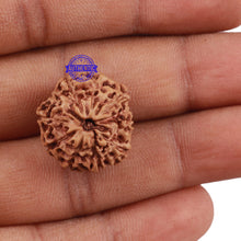 Load image into Gallery viewer, 11 Mukhi Indonesian Rudraksha - Bead No. 138