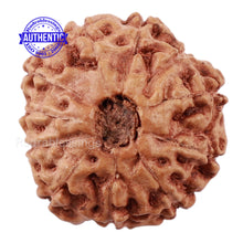 Load image into Gallery viewer, 11 Mukhi Indonesian Rudraksha - Bead No. 138