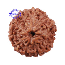 Load image into Gallery viewer, 11 Mukhi Indonesian Rudraksha - Bead No. 139