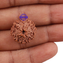 Load image into Gallery viewer, 11 Mukhi Indonesian Rudraksha - Bead No. 139