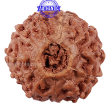 Load image into Gallery viewer, 11 Mukhi Indonesian Rudraksha - Bead No. 139