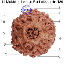 Load image into Gallery viewer, 11 Mukhi Indonesian Rudraksha - Bead No. 139