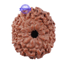 Load image into Gallery viewer, 11 Mukhi Indonesian Rudraksha - Bead No. 140