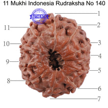 Load image into Gallery viewer, 11 Mukhi Indonesian Rudraksha - Bead No. 140