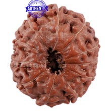 Load image into Gallery viewer, 11 Mukhi Indonesian Rudraksha - Bead No. 140
