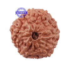 Load image into Gallery viewer, 11 Mukhi Indonesian Rudraksha - Bead No. 141