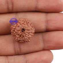 Load image into Gallery viewer, 11 Mukhi Indonesian Rudraksha - Bead No. 141