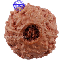 Load image into Gallery viewer, 11 Mukhi Indonesian Rudraksha - Bead No. 141