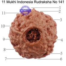 Load image into Gallery viewer, 11 Mukhi Indonesian Rudraksha - Bead No. 141