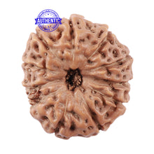 Load image into Gallery viewer, 11 Mukhi Indonesian Rudraksha - Bead No. 145
