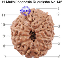 Load image into Gallery viewer, 11 Mukhi Indonesian Rudraksha - Bead No. 145