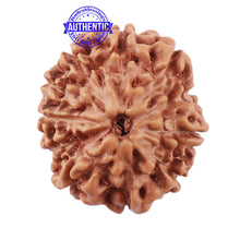 Load image into Gallery viewer, 11 Mukhi Indonesian Rudraksha - Bead No. 148
