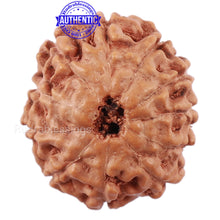 Load image into Gallery viewer, 11 Mukhi Indonesian Rudraksha - Bead No. 148