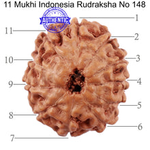 Load image into Gallery viewer, 11 Mukhi Indonesian Rudraksha - Bead No. 148