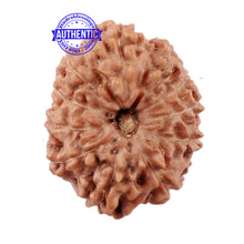 Load image into Gallery viewer, 11 Mukhi Indonesian Rudraksha - Bead No. 149
