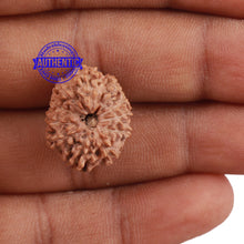 Load image into Gallery viewer, 11 Mukhi Indonesian Rudraksha - Bead No. 149
