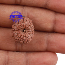 Load image into Gallery viewer, 11 Mukhi Indonesian Rudraksha - Bead No. 150