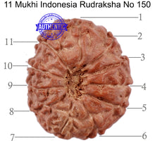 Load image into Gallery viewer, 11 Mukhi Indonesian Rudraksha - Bead No. 150