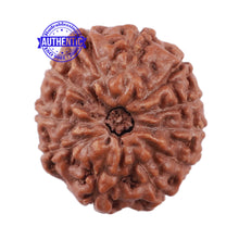 Load image into Gallery viewer, 11 Mukhi Indonesian Rudraksha - Bead No. 151