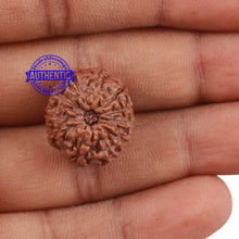 Load image into Gallery viewer, 11 Mukhi Indonesian Rudraksha - Bead No. 151