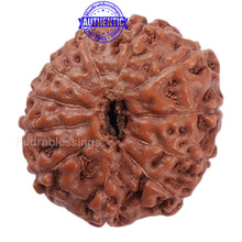 Load image into Gallery viewer, 11 Mukhi Indonesian Rudraksha - Bead No. 151