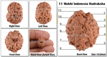 Load image into Gallery viewer, 11 Mukhi Indonesian Rudraksha - Bead No. 28